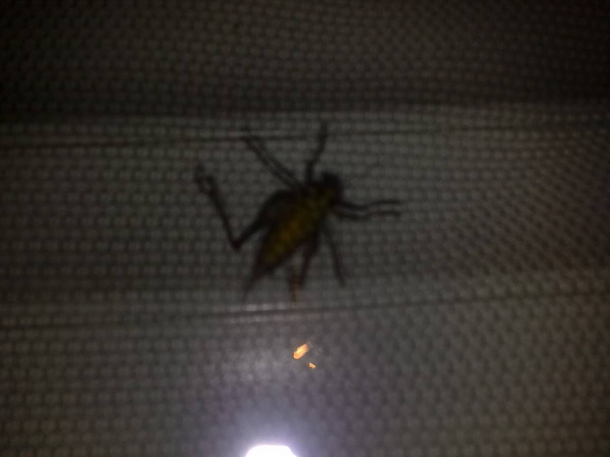 WAS IST DAS ?!?!!!?!?AAAAAAAAAAAAAAAAAAAAAAAH