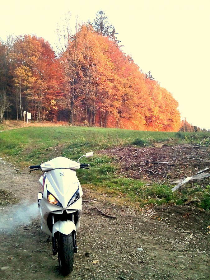 wald :)