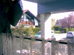 Die grünen vor meiner Haustür