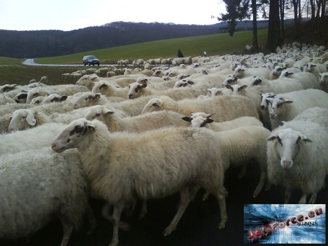 Aufm weg nachhause traf ich eine Herde