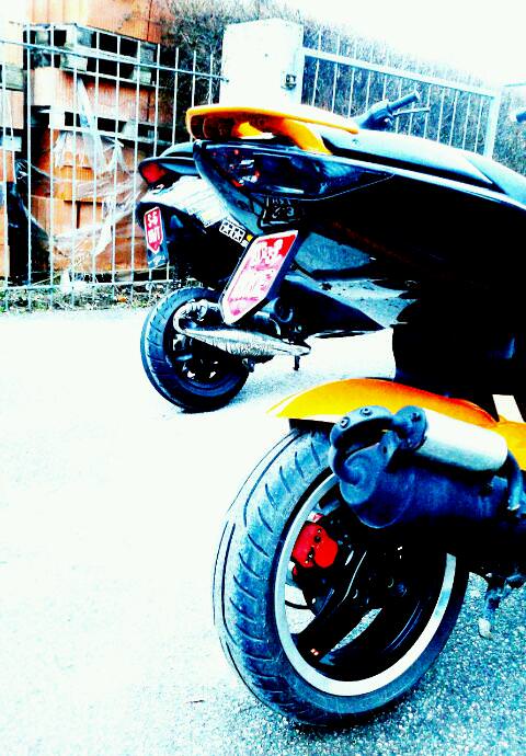 orangeblack jetts