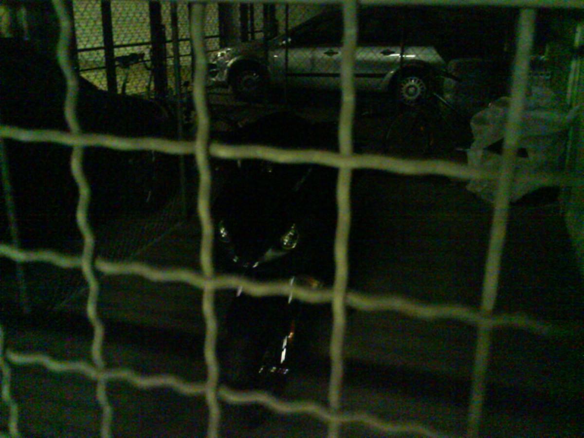 tiger im käfig