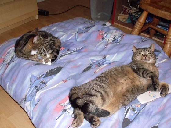 die stage 6 katze!