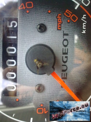 Araxx's Tacho pet^^