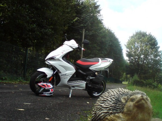 Scooter/Helm & Igel