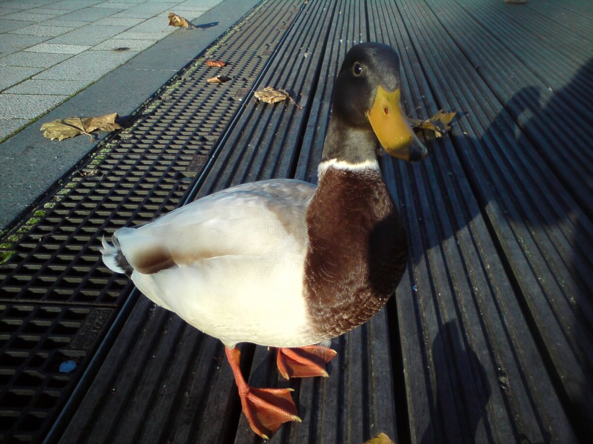 Die Ente" Walburga"