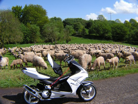Schaf !