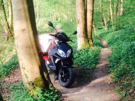 Im Wald ohne Plan