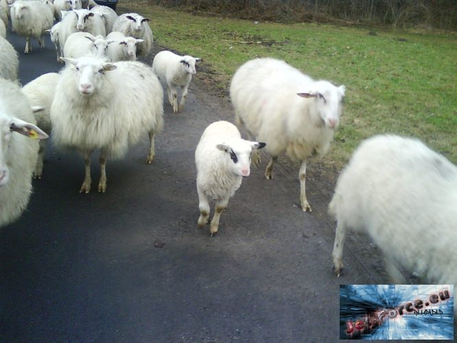 Aufm weg nachhause traf ich eine Herde