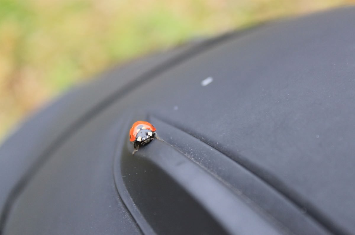 Wieder Fotos mit der 500D :)