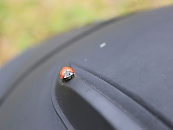 Wieder Fotos mit der 500D :)