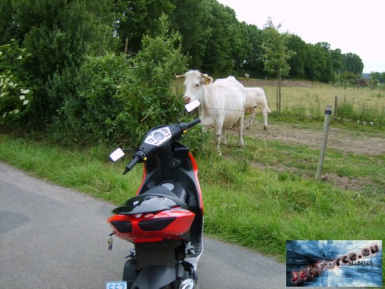 die kuh is aber neidisch aber die bekommt ihn nie im leben