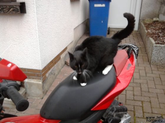Schrauben mit Muschi!