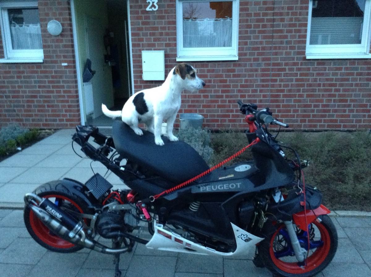 Treuester Fan! :D