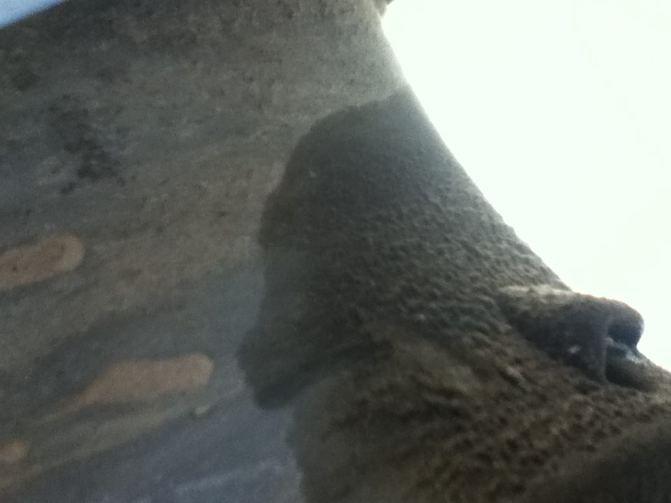 Scheise :( ist meine getriebe dichtung hin ??