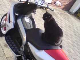 katze xD