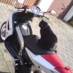 katze xD
