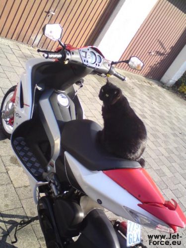 katze xD